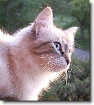 Siberian Cat