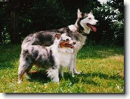 Siberian Husky
