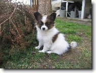 Papillon