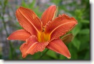 Lilium