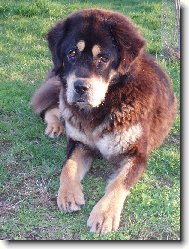 Tibetan Mastiff