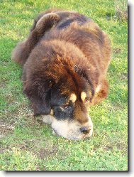 Tibetan Mastiff