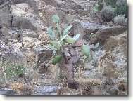 Opuntia