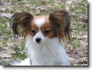 Papillon
