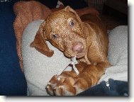 Rövidszörü Magyar Vizsla, Hungarian Short-haired Pointing Dog