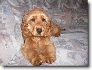 English Cocker Spaniel