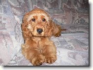 English Cocker Spaniel