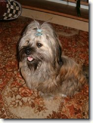 Shih-Tzu