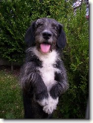 Czech Pointer, Bohemian wire-haired Pointing griffon