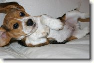 Beagle