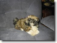 Shih-Tzu