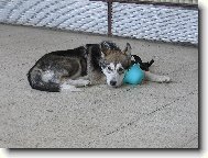 Alaskan Malamute