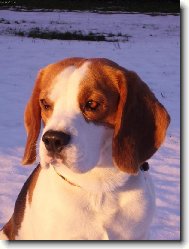 Beagle