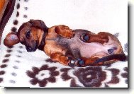 Dachshund