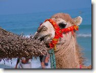 Tunisia