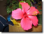 Hibiscus rosa-sinensis