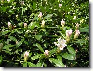 Rhododendron, Azalea