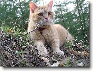 British shorthairs cat