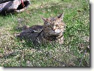 British shorthairs cat