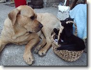 Tosa Inu, Japanese Fighting Dog