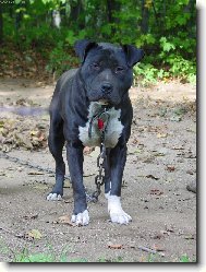 American Pit Bull Terrier