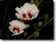 Hibiscus rosa-sinensis