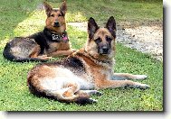 German Shepherd Dog
