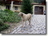 Irish wolfhound \\\\\(Dog standard\\\\\)