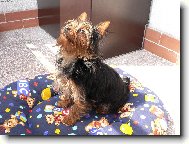 Jorkrsk terier, Yorkshire Terrier,