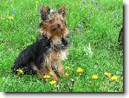 Jorkrsk terier, Yorkshire Terrier,