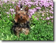 Jorkrsk terier, Yorkshire Terrier,