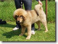 Tibetan Mastiff