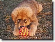 Tibetan Mastiff