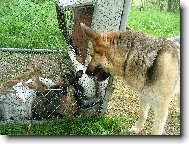 German Shepherd Dog