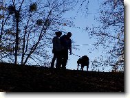 Rhodesian Ridgeback