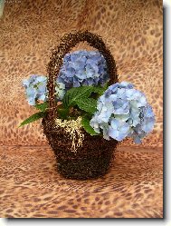 Hydrangea