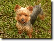 Jorkrsk terier, Yorkshire Terrier,