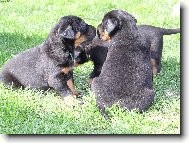 Beauce sheep dog \\\\\(beauceron\\\\\) \\\\\(Dog standard\\\\\)