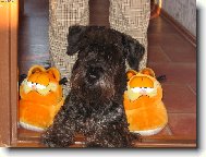 Czech Terrier