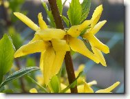 Campanula isophylla