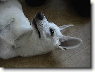 Berger Blanc Suisse, White Swiss Shepherd Dog