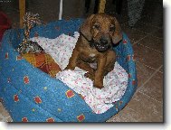 Rhodesian Ridgeback