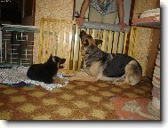 German Shepherd Dog