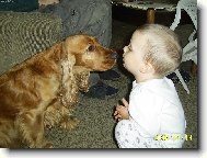 English Cocker Spaniel