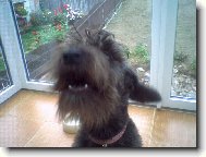 Czech Terrier