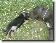 German Shepherd Dog