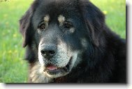 Tibetan Mastiff