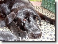 Labrador Retriever