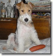 Fox terrier wire \\\\\(Dog standard\\\\\)