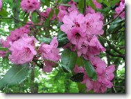 Rhododendron, Azalea